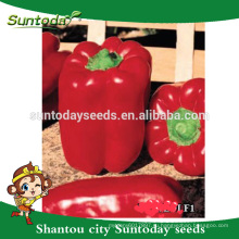 Suntoday азиатских овощей без ГМО F1 органические колокол сладкий перец перец семян(21018)